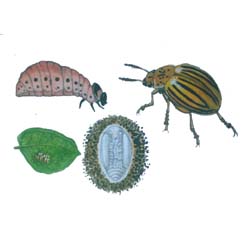 コロラドハムシ