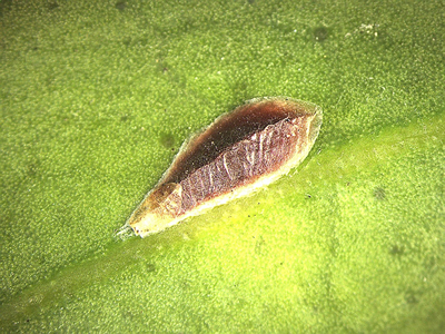 ヤノネカイガラムシ