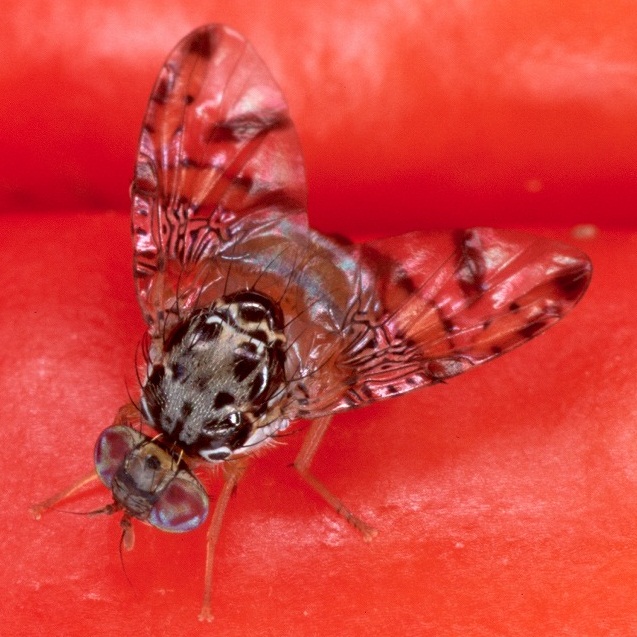 チチュウカイミバエ