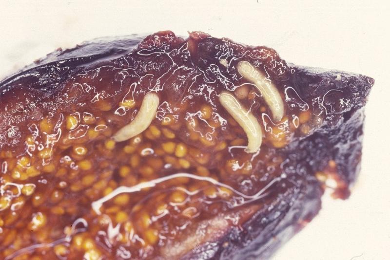 チチュウカイミバエ2