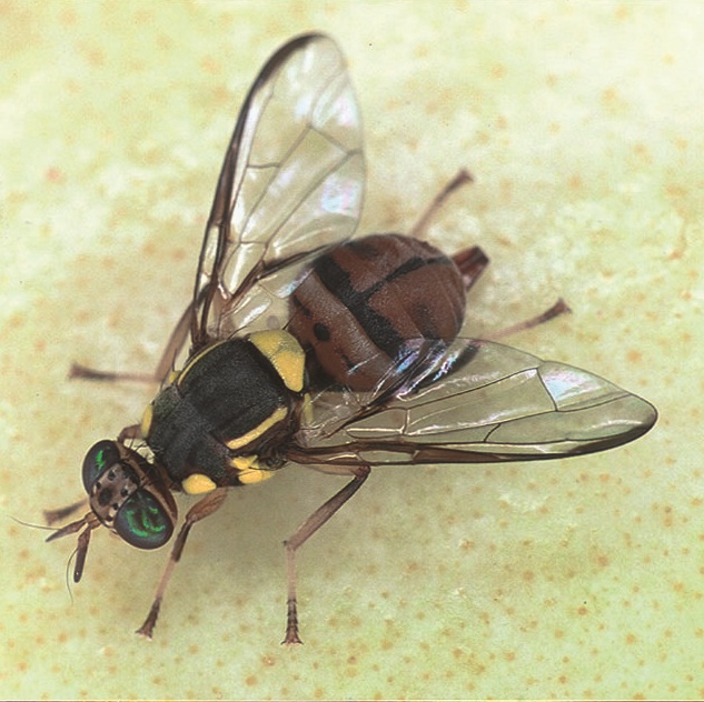 ミカンコミバエ