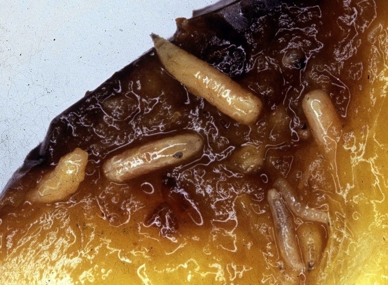 ミカンコミバエ2