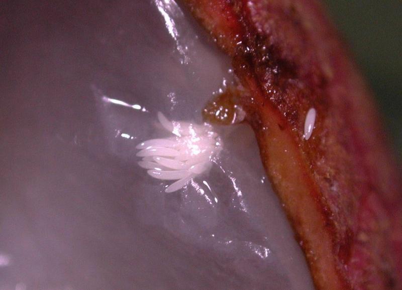 ミカンコミバエ3