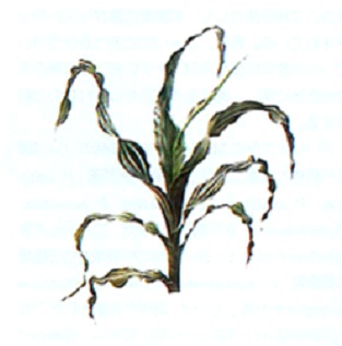 トウモロコシ萎ちょう細菌病菌