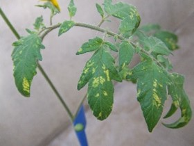 Pepino mosaic virus