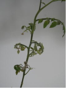 Pepper_chat_fruit_viroid