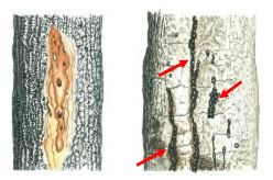 サドンオークデス病菌