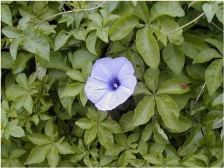 モミジバヒルガオ