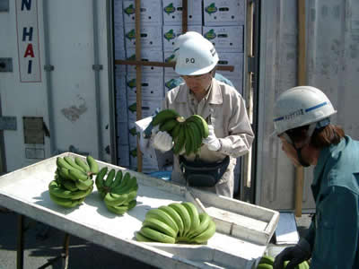 コンテナー積みバナナの検査
