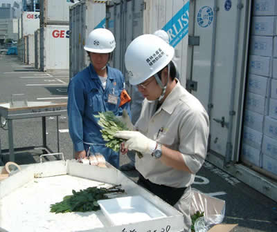 コンテナー積み切り花（サカキ切り枝）の検査