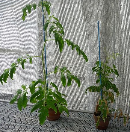 PSTVdに感染したトマト