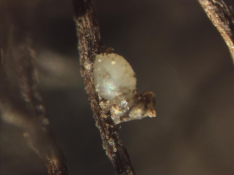 テンサイシストセンチュウ1