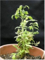 Tomato_apical_stunt_viroid