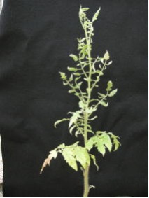 Tomato_chlorotic_dwarf_viroid