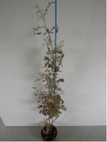 Tomato_planta_macho_viroid