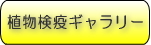植物検疫ギャラリー
