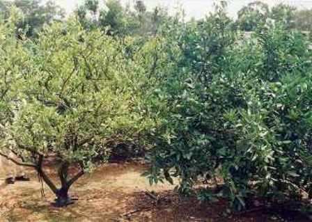 カンキツグリーニング病菌感染樹