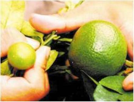 カンキツグリーニング病菌感染果実