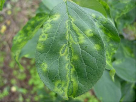 プラムポックスウイルスに感染したウメの葉の病徴