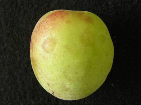 プラムポックスウイルス病に感染したウメ果実の病徴