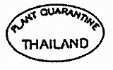 Thai_a.jpg