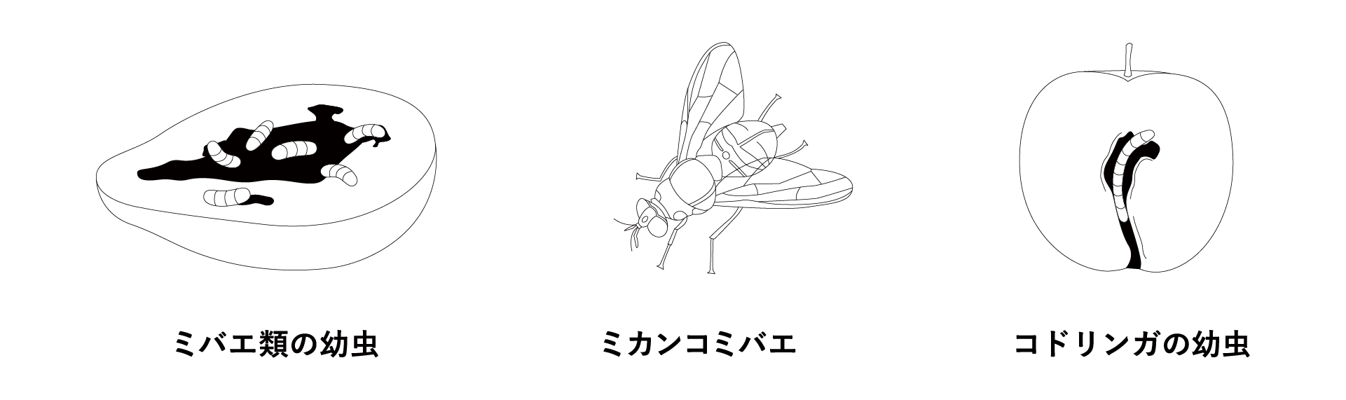 侵入を警戒している主な病害虫は、ミバエ類の幼虫、ミカンコミバエ、コドリンガの幼虫です