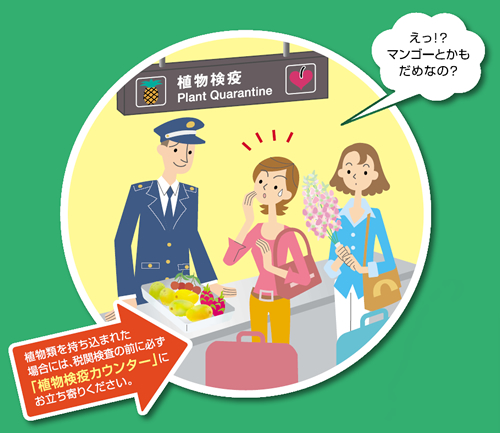 植物類を持ち込まれた場合には、税関検査の前に必ず「植物検疫カウンター」にお立ち寄りください。