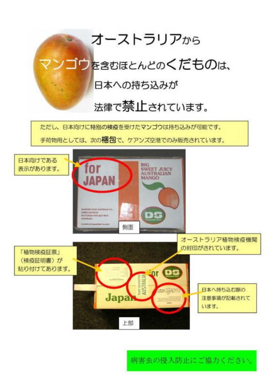 オーストラリア産マンゴー