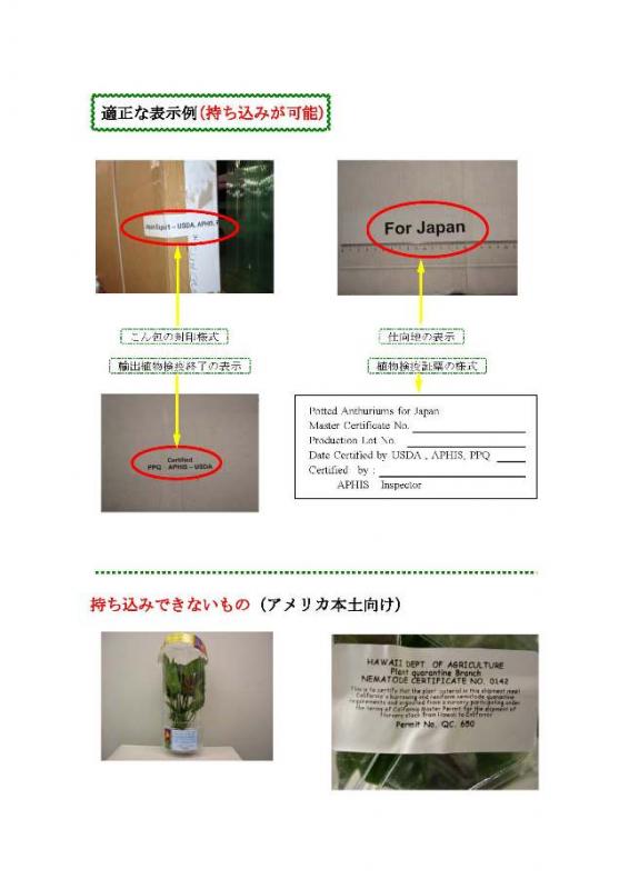 ハワイ産アンスリューム