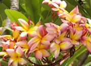 プルメリアの花