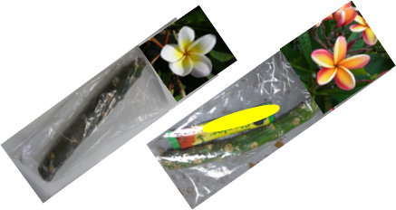 小売りされているプルメリア穂木