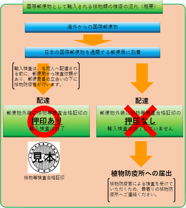 海外からの国際郵便物は、中に植物等が梱包されている場合、日本の国際郵便物を通関する郵便局に到着したとき、名宛人に配達される前に郵