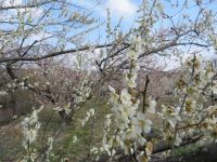 郡山市「西田町梅の里」から花の便りが届きました