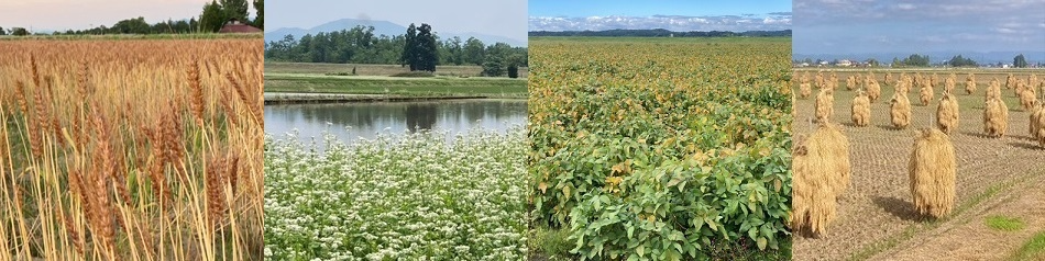 東北の農産物(小麦・そば・大豆・米)生産現場の写真