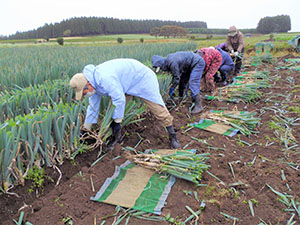 長ネギの収穫体験をする木村地方参事官(画面手前)