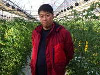 「トロピカルトマト」栽培に取り組む関根さん