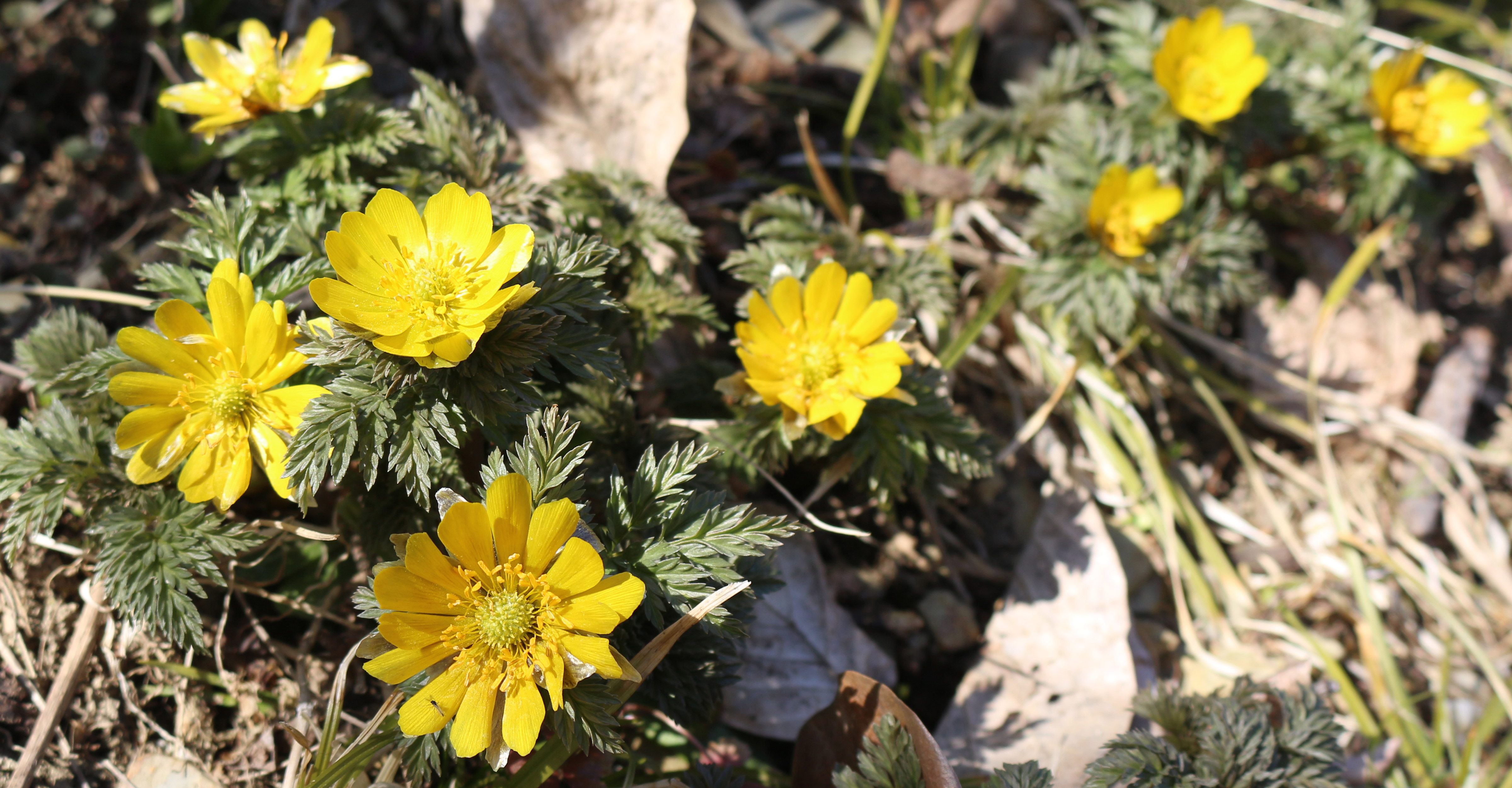 フクジュソウアップ