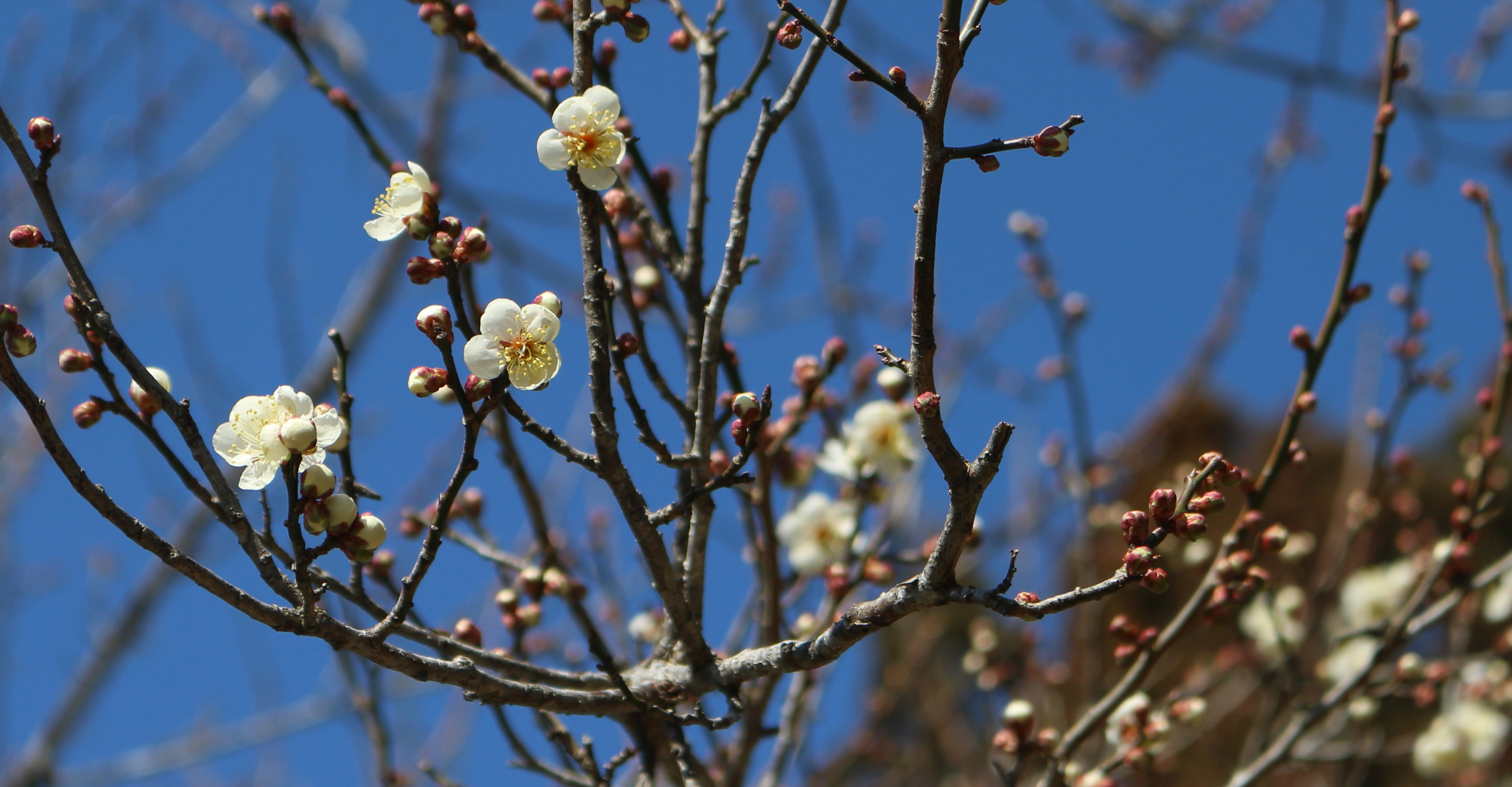 梅の花と空