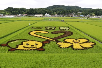 2ヶ月後の田んぼ