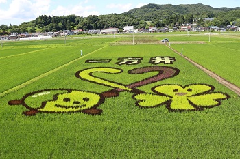 5週間後の田んぼ