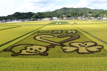 3ヶ月後の田んぼ