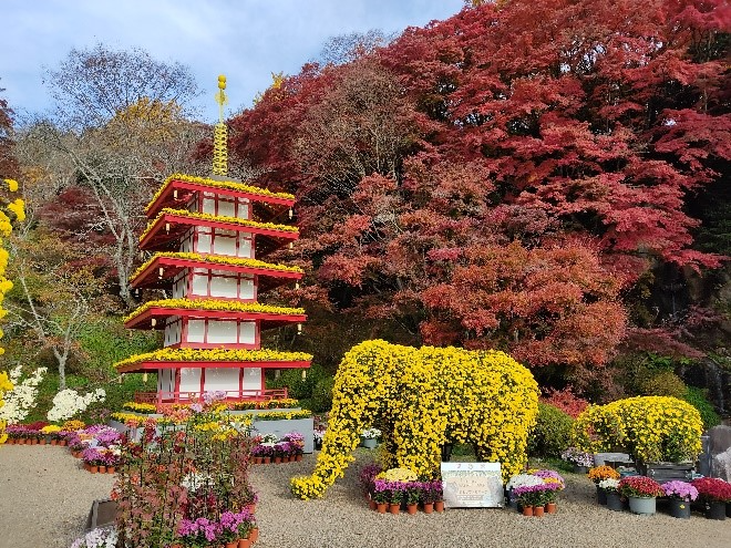 菊と紅葉のコントラスト