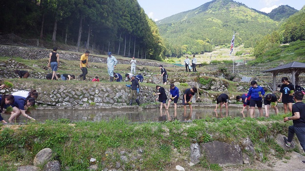 田植えの風景(令和7年5月8日撮影)