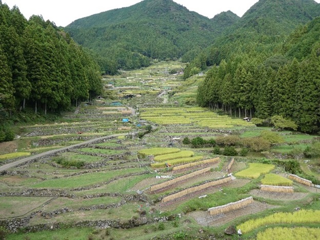 四谷の千枚田の風景