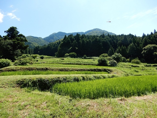 貝原棚田の様子