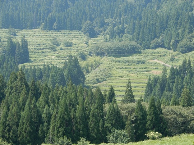 前谷棚田(正ヶ洞(しょうがほら)棚田)の様子