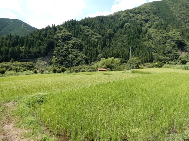 奥住小保木棚田の様子