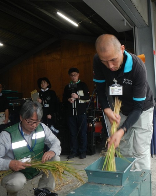 調査用の脱穀を体験する参加者