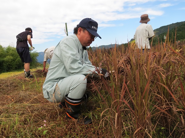 一株一株手作業で収穫する加納地方参事官