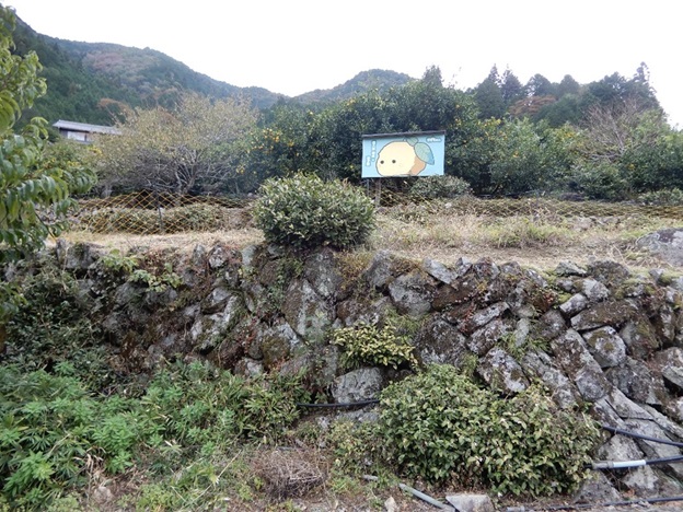 棚田で栽培されているゆず